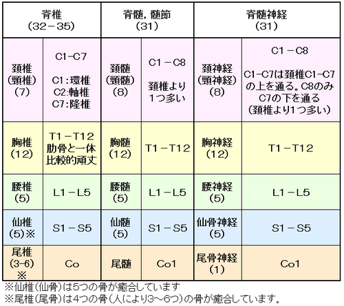 脊椎脊髄神経対応表.png