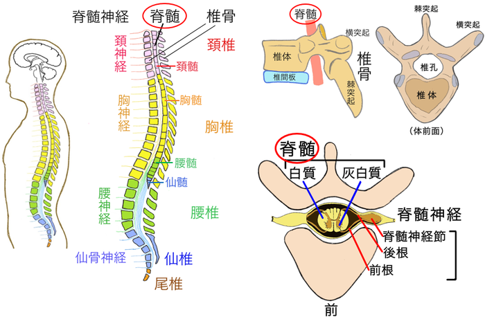 hp脊髄説明図４t.png